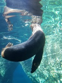 Sea Lion Cove photo 2