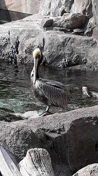 Sea Lion Cove photo 6
