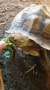 Clint's Reptile Room photo 2