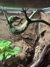 Clint's Reptile Room photo 3