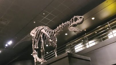 Museum of the Rockies photo 2