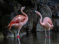 Los Angeles Zoo photo 4