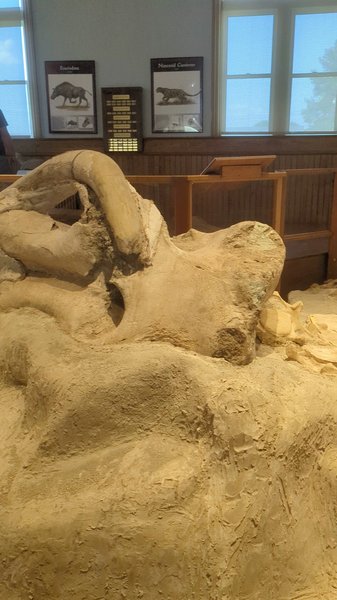 University of Nebraska State Museum's Trailside Museum of Natural History photo 2