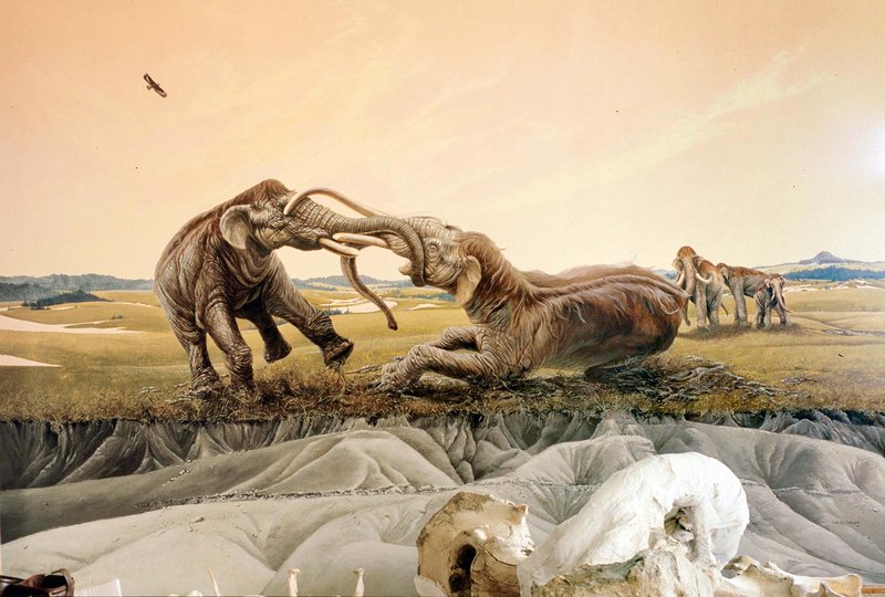 University of Nebraska State Museum's Trailside Museum of Natural History photo 6