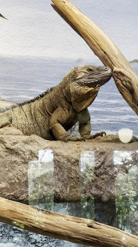 Reptile House photo 2