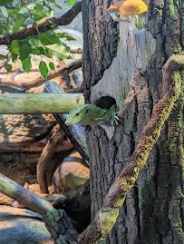 Reptile House photo 4