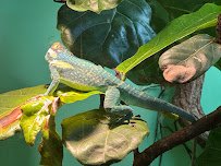 Reptile House photo 5