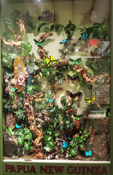 Insectropolis