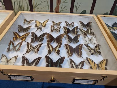 Insectropolis photo 3