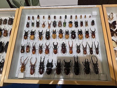 Insectropolis photo 5