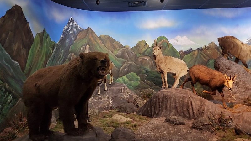 Bandera Natural History and Art Museum photo 2