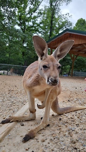 Missouri Down Under Adventure Zoo photo 2