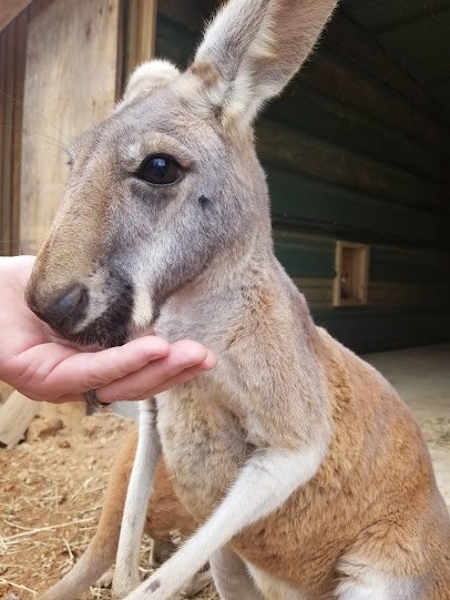 Missouri Down Under Adventure Zoo photo 6