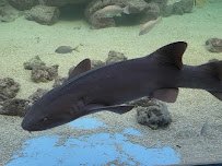 Tarpon Springs Aquarium and Animal Sanctuary photo 3