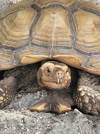 Tarpon Springs Aquarium and Animal Sanctuary photo 4