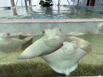 Tarpon Springs Aquarium and Animal Sanctuary photo 5