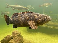 Tarpon Springs Aquarium and Animal Sanctuary photo 6