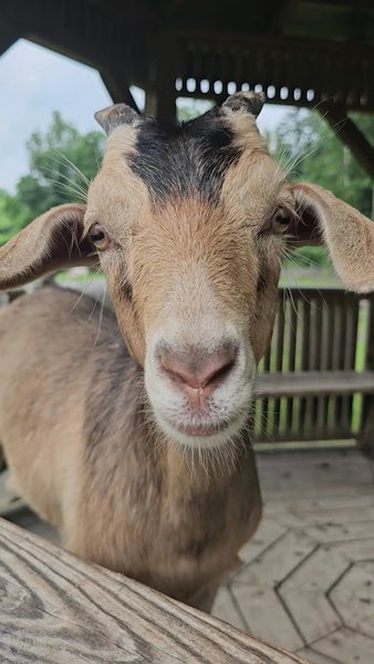 Farmland Animal Park photo 2