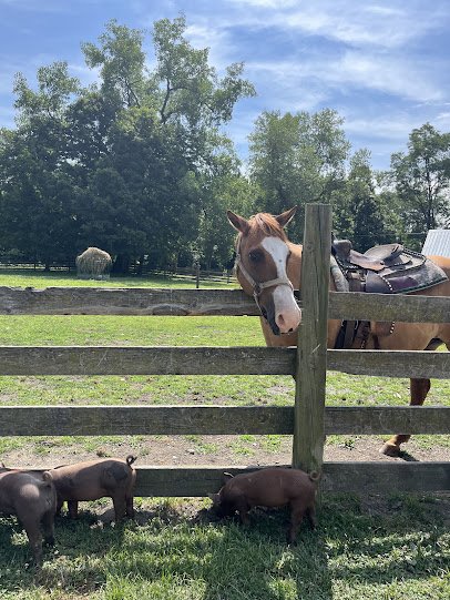 Farmland Animal Park photo 3