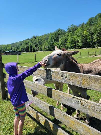 Farmland Animal Park photo 4