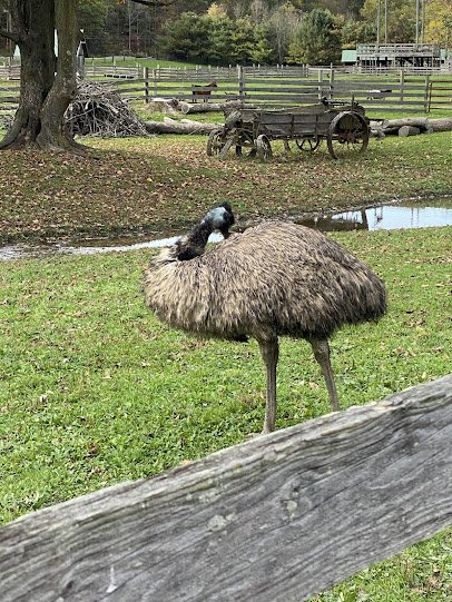 Farmland Animal Park photo 5
