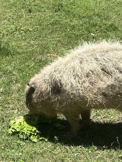 Reid Park Zoological Society photo 3