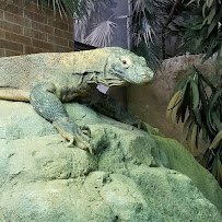 Komodo Dragons, Bronx Zoo