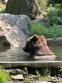 Komodo Dragons, Bronx Zoo photo 4