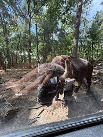 North Georgia Safari Park -Drive thru photo 3