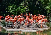 San Diego Zoo Wildlife Alliance photo 3