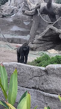 San Diego Zoo Wildlife Alliance photo 5