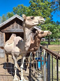 Indian Creek Zoo photo 3