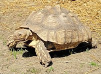 Indian Creek Zoo photo 6