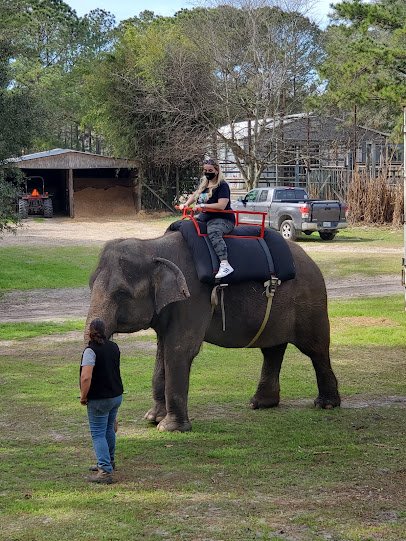 Two Tails Ranch: All About Elephants