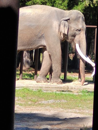 Two Tails Ranch: All About Elephants photo 2