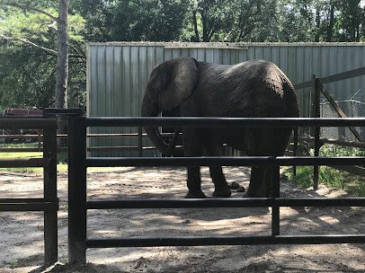 Two Tails Ranch: All About Elephants photo 3