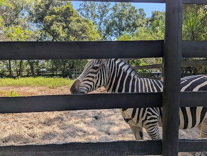 Two Tails Ranch: All About Elephants photo 4