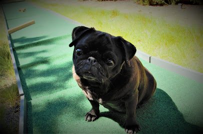 Pug 'N' Putt photo 2