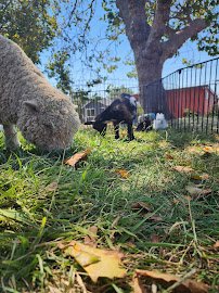 BlueCopperFarmPettingZoo photo 3