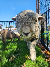 BlueCopperFarmPettingZoo photo 6