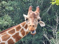 Zoo Atlanta photo 6