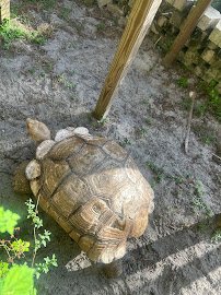 Kowiachobee Animal Preserve photo 3