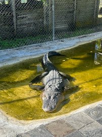 Kowiachobee Animal Preserve photo 4