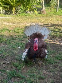 Kowiachobee Animal Preserve photo 5