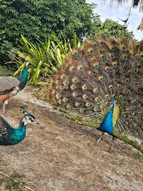 Kowiachobee Animal Preserve photo 6