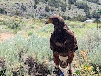 Raptor Adventures