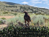 Raptor Adventures photo 5
