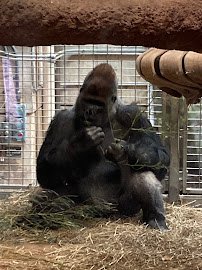 Great Ape House