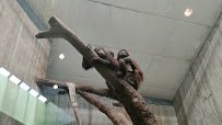 Great Ape House photo 2