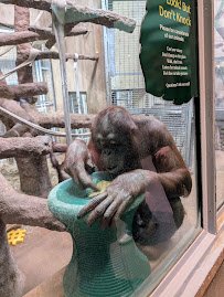 Great Ape House photo 3